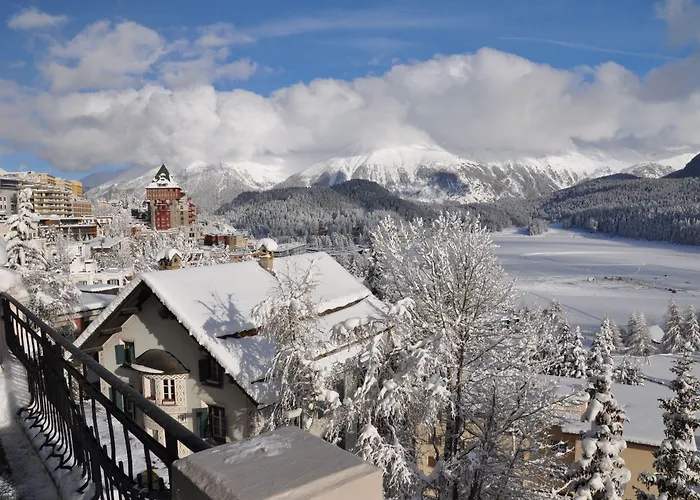 Soldanella St. Moritz